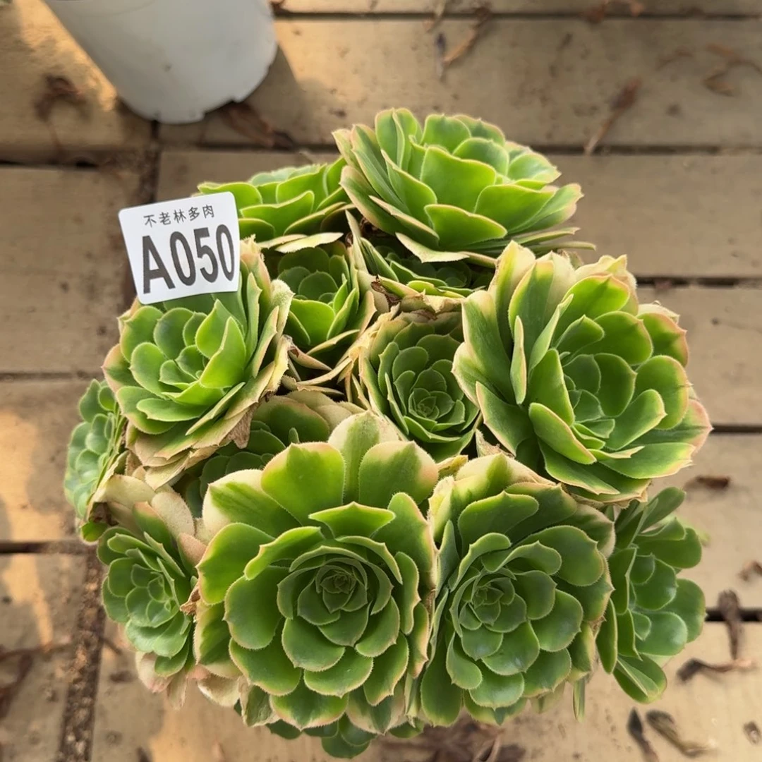 【闪购商品】050多肉