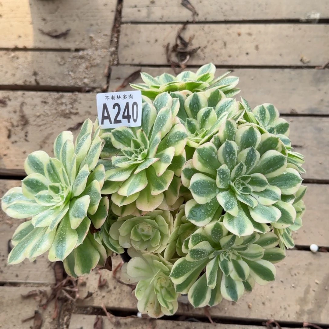 【闪购商品】240多肉