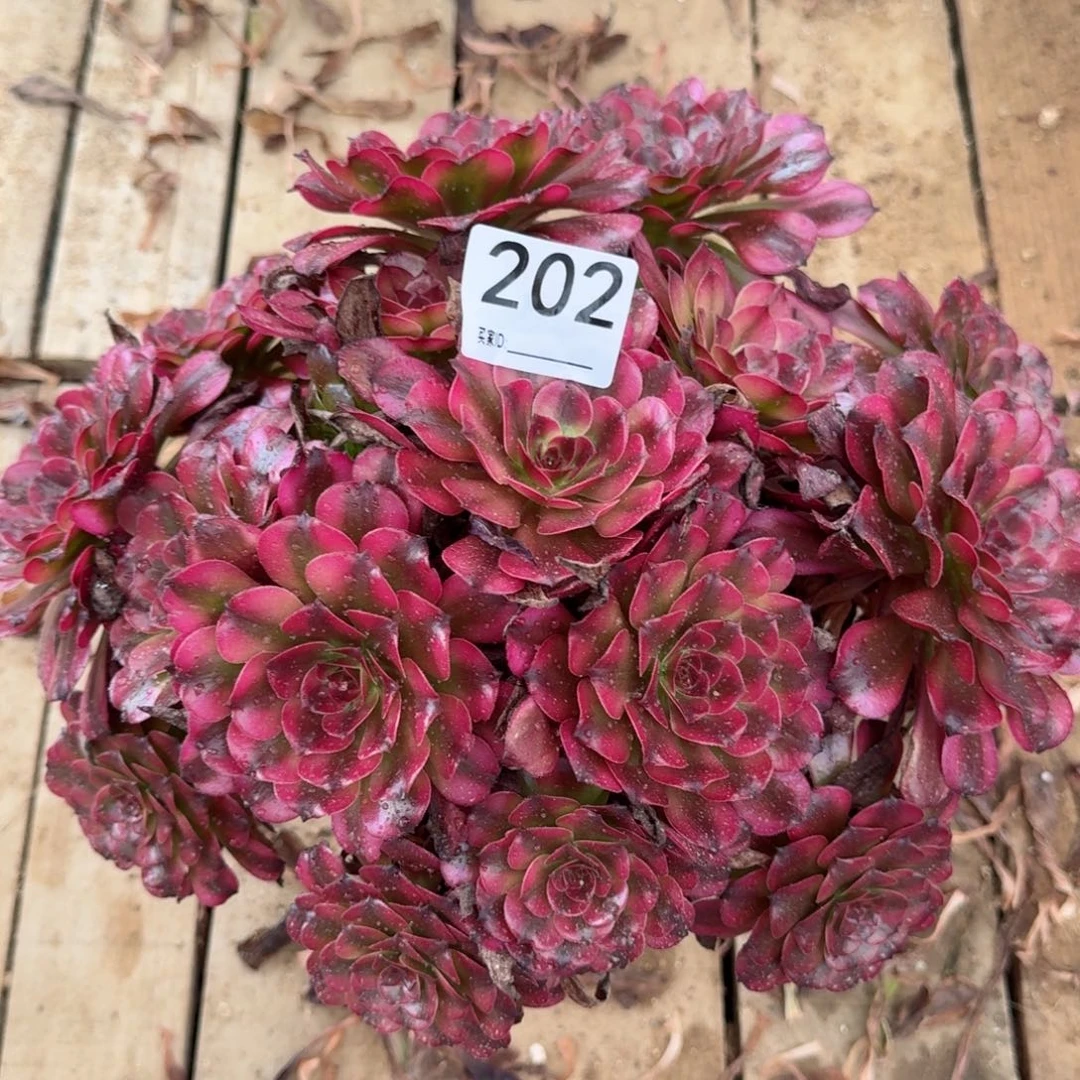 【闪购商品】202多肉