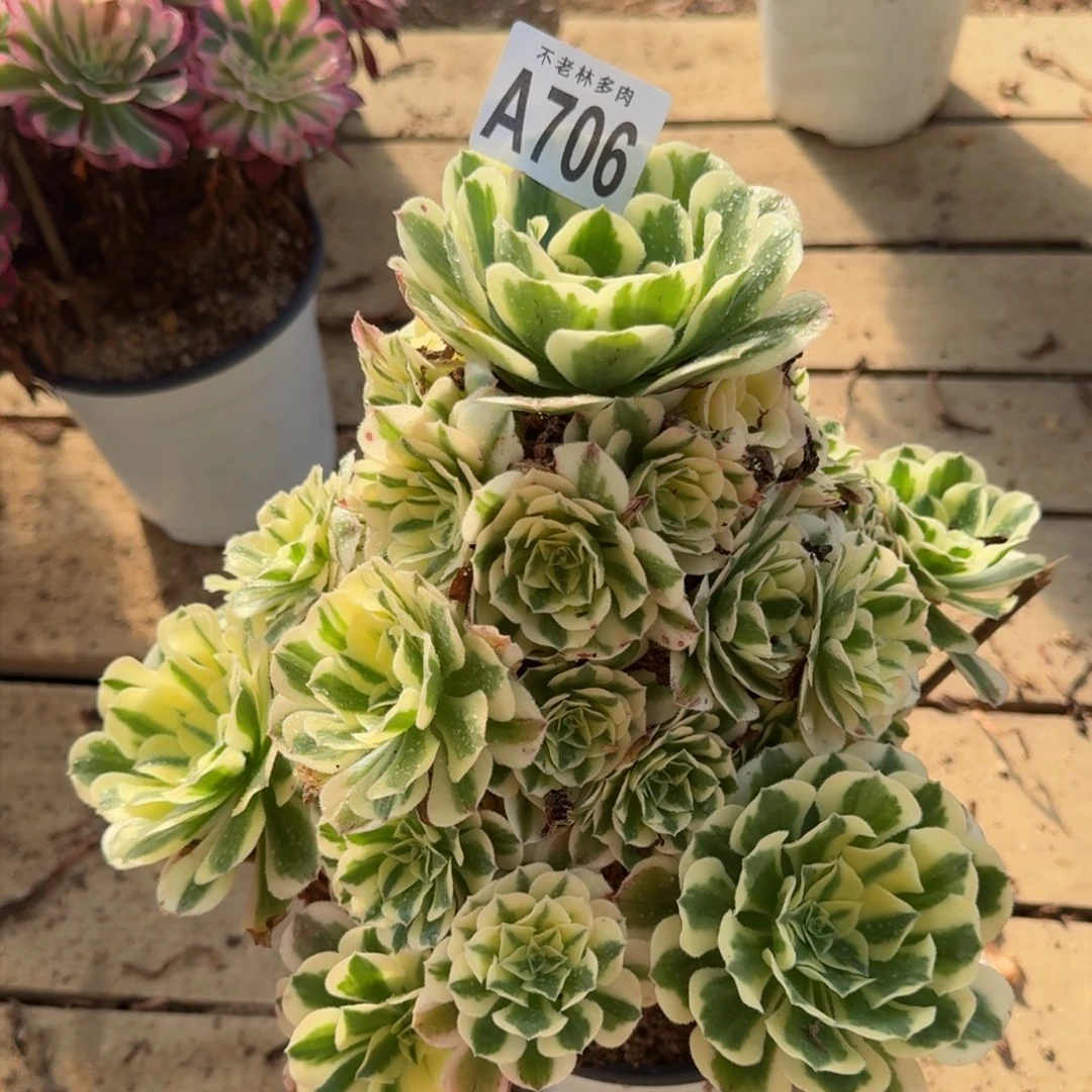 【闪购商品】706多肉