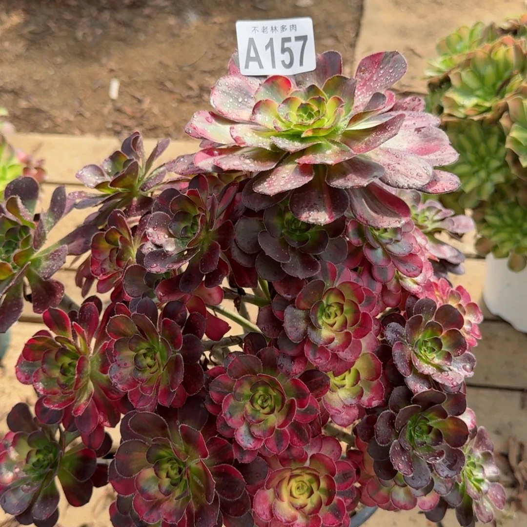 【闪购商品】157多肉