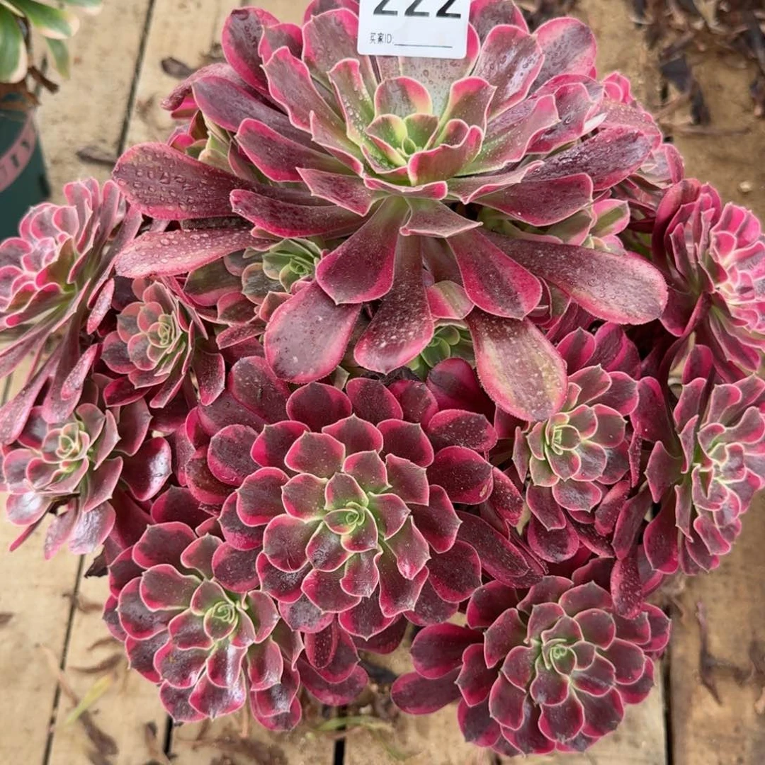 【闪购商品】222多肉