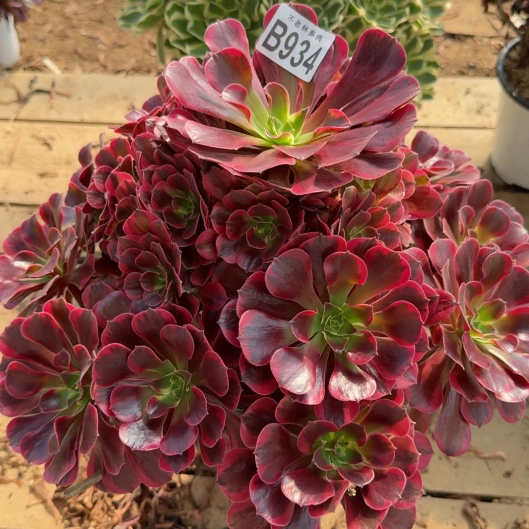 【闪购商品】934多肉