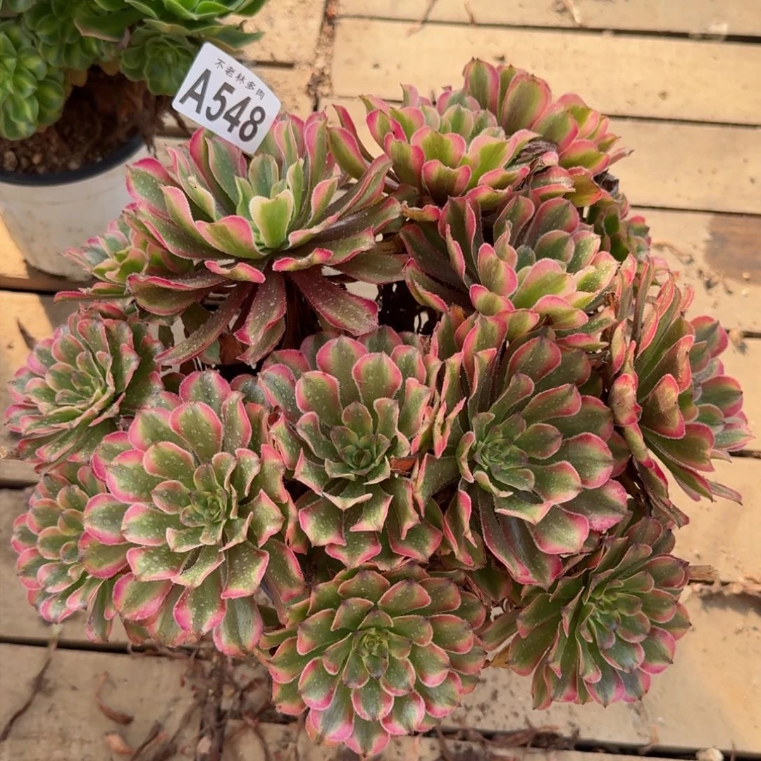 【闪购商品】548多肉