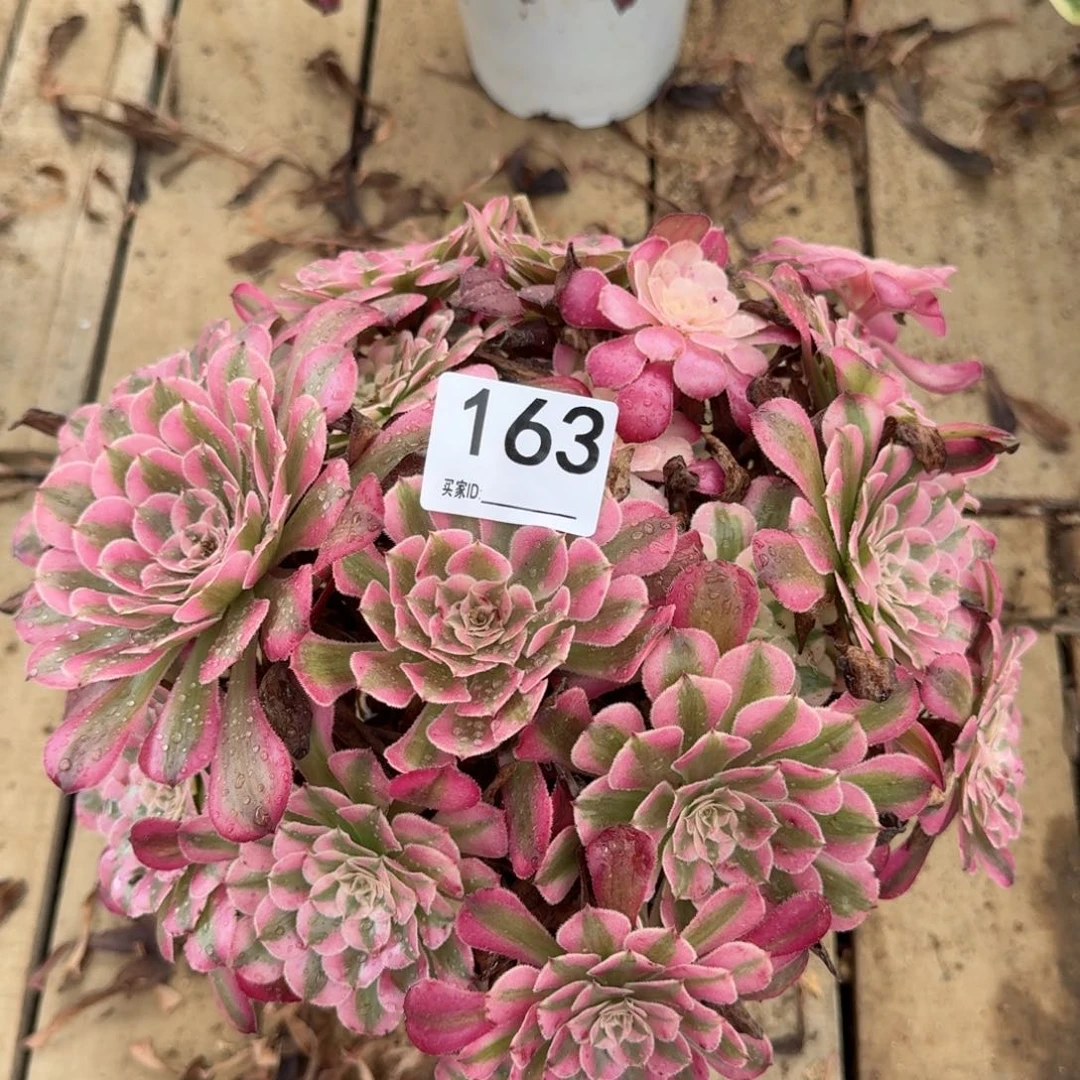 【闪购商品】163多肉