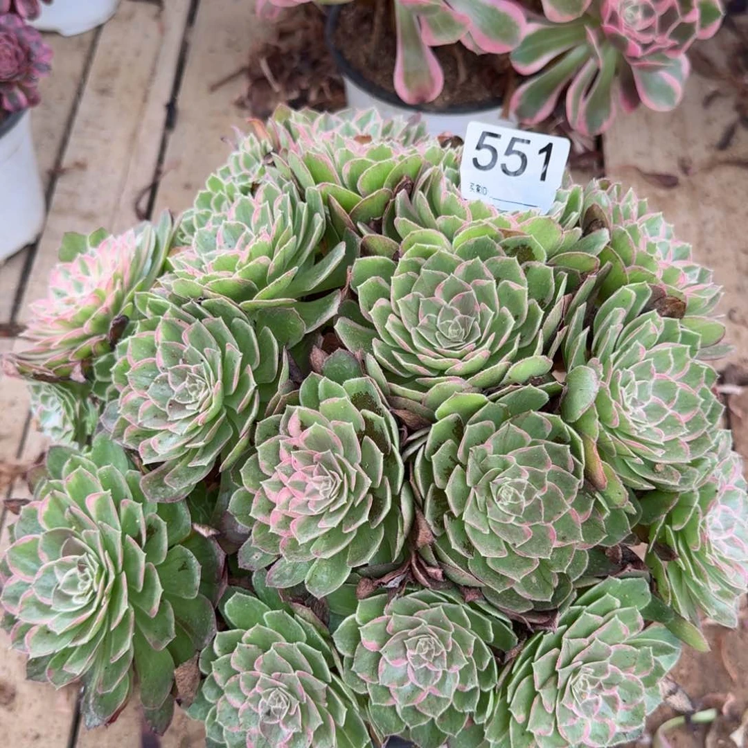 【闪购商品】551多肉