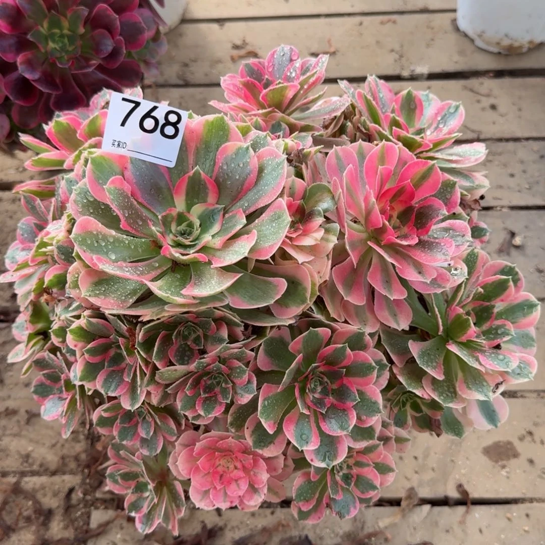 【闪购商品】768多肉