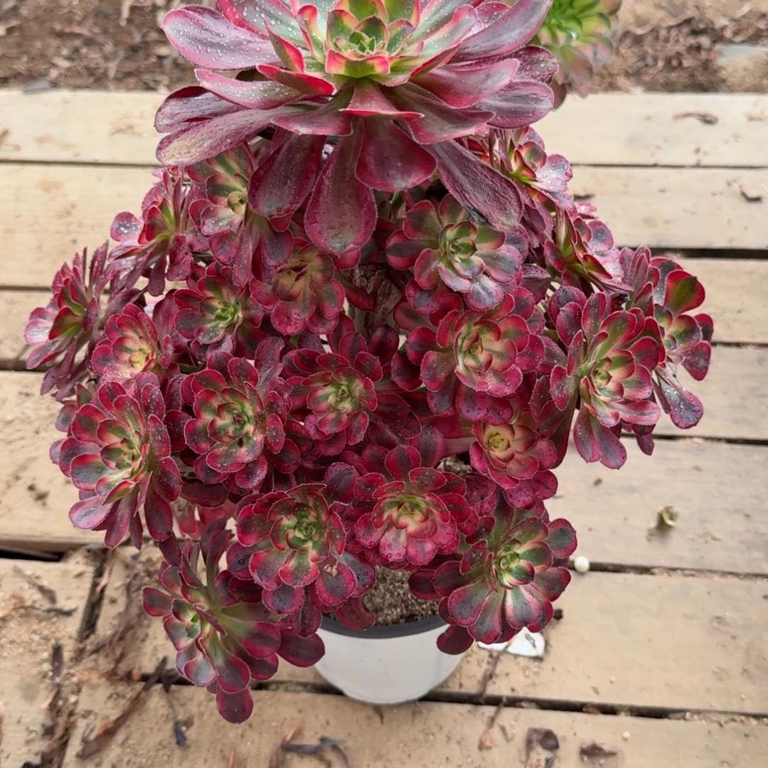 【闪购商品】265多肉