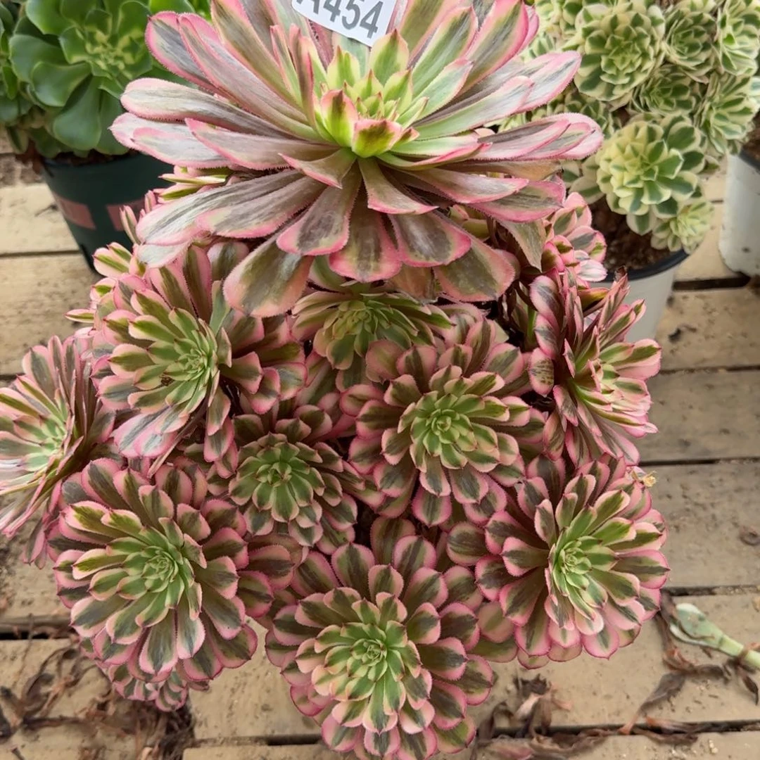 【闪购商品】454多肉