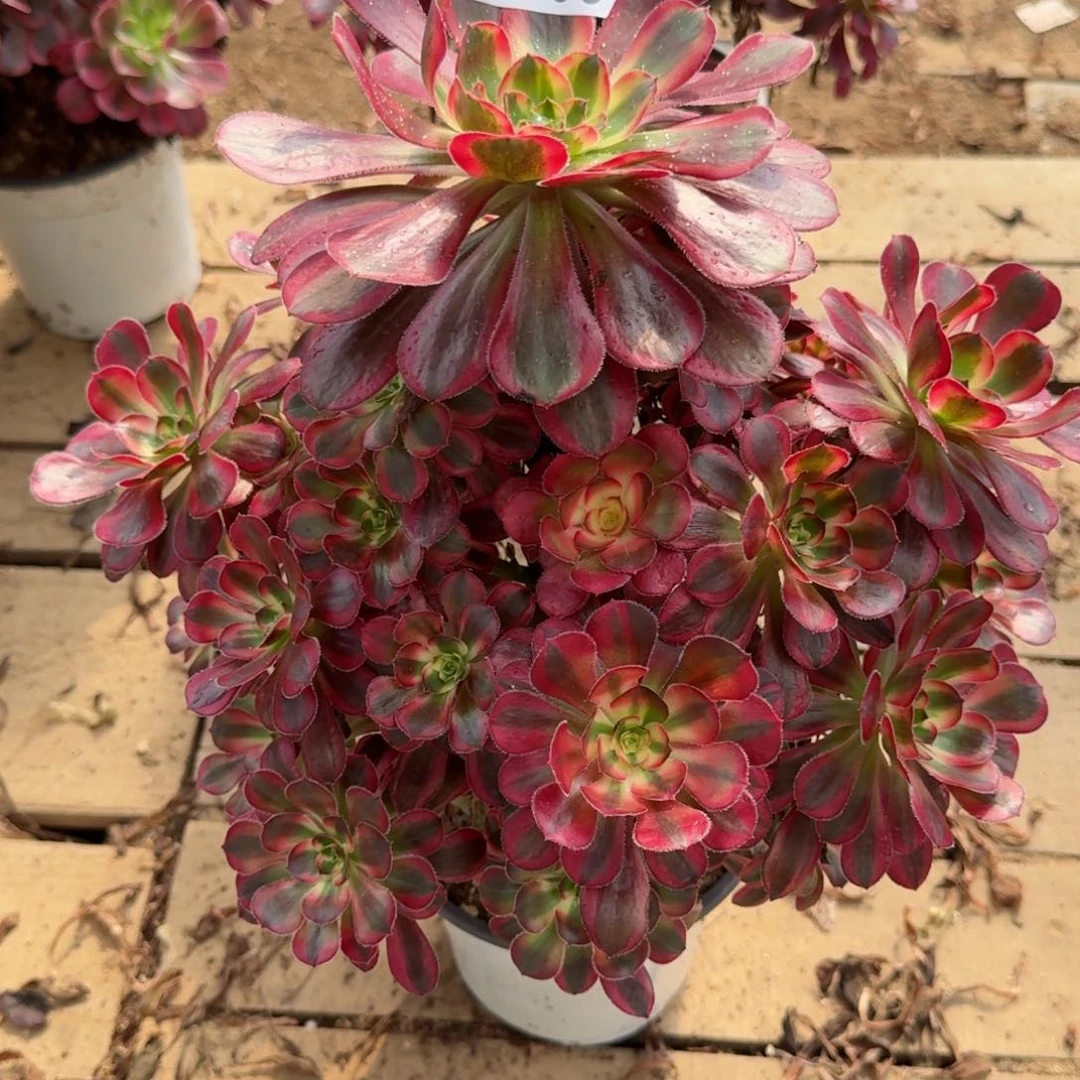 【闪购商品】165多肉