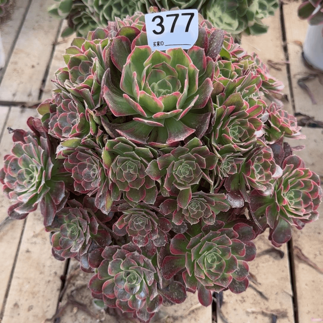 【闪购商品】377多肉