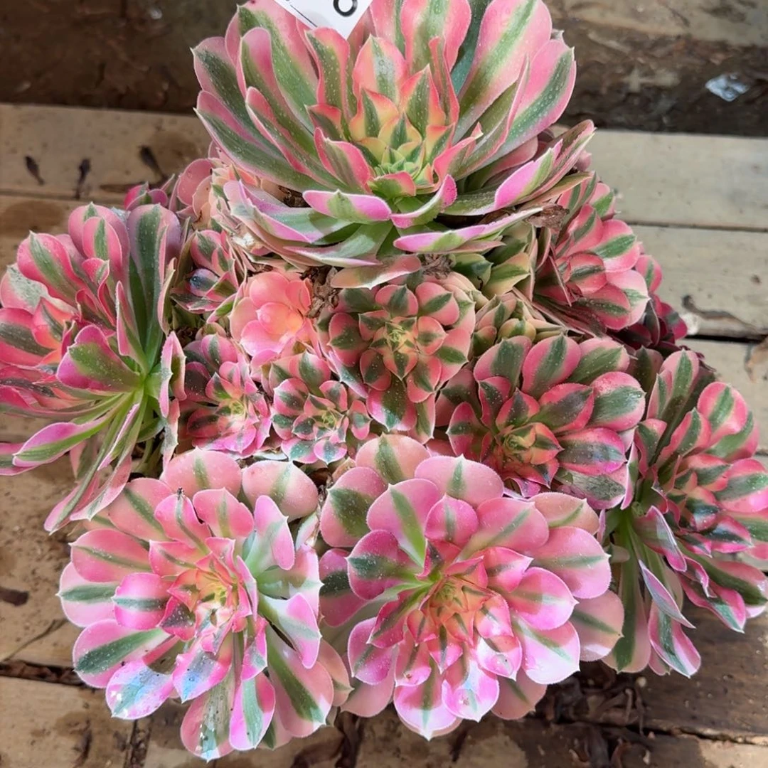 【闪购商品】066多肉