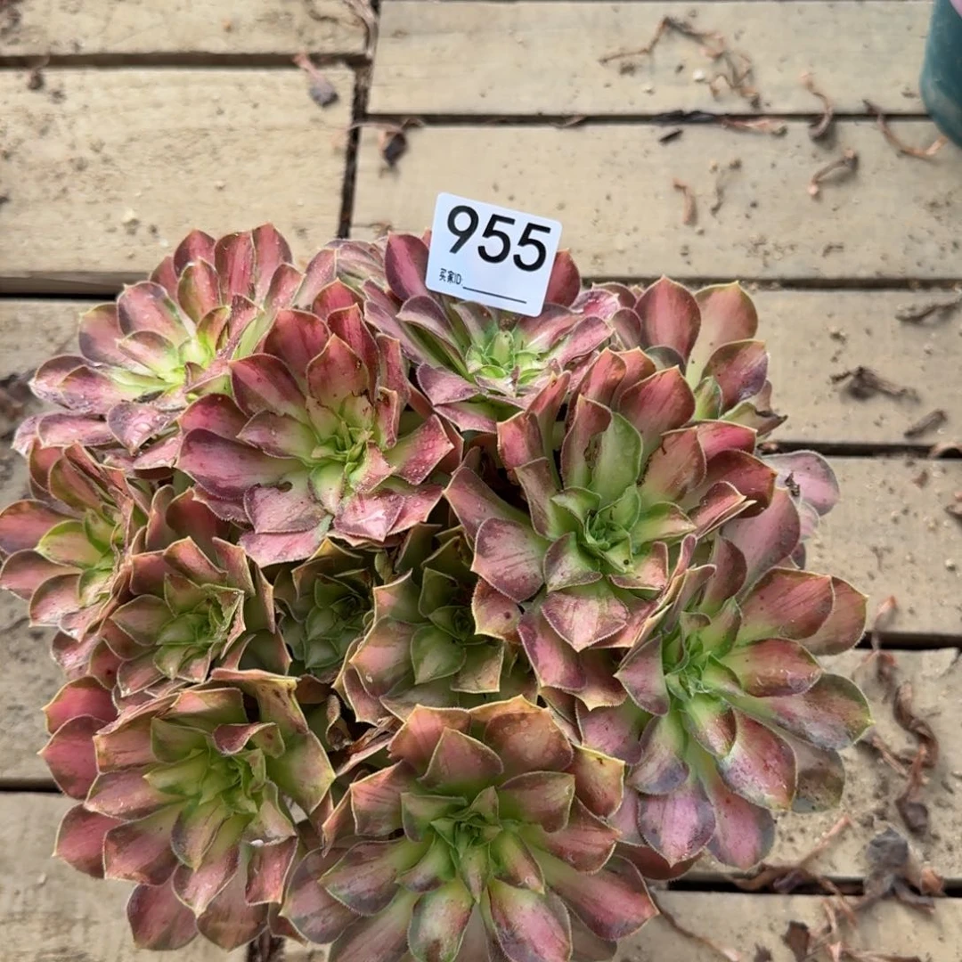 【闪购商品】955多肉