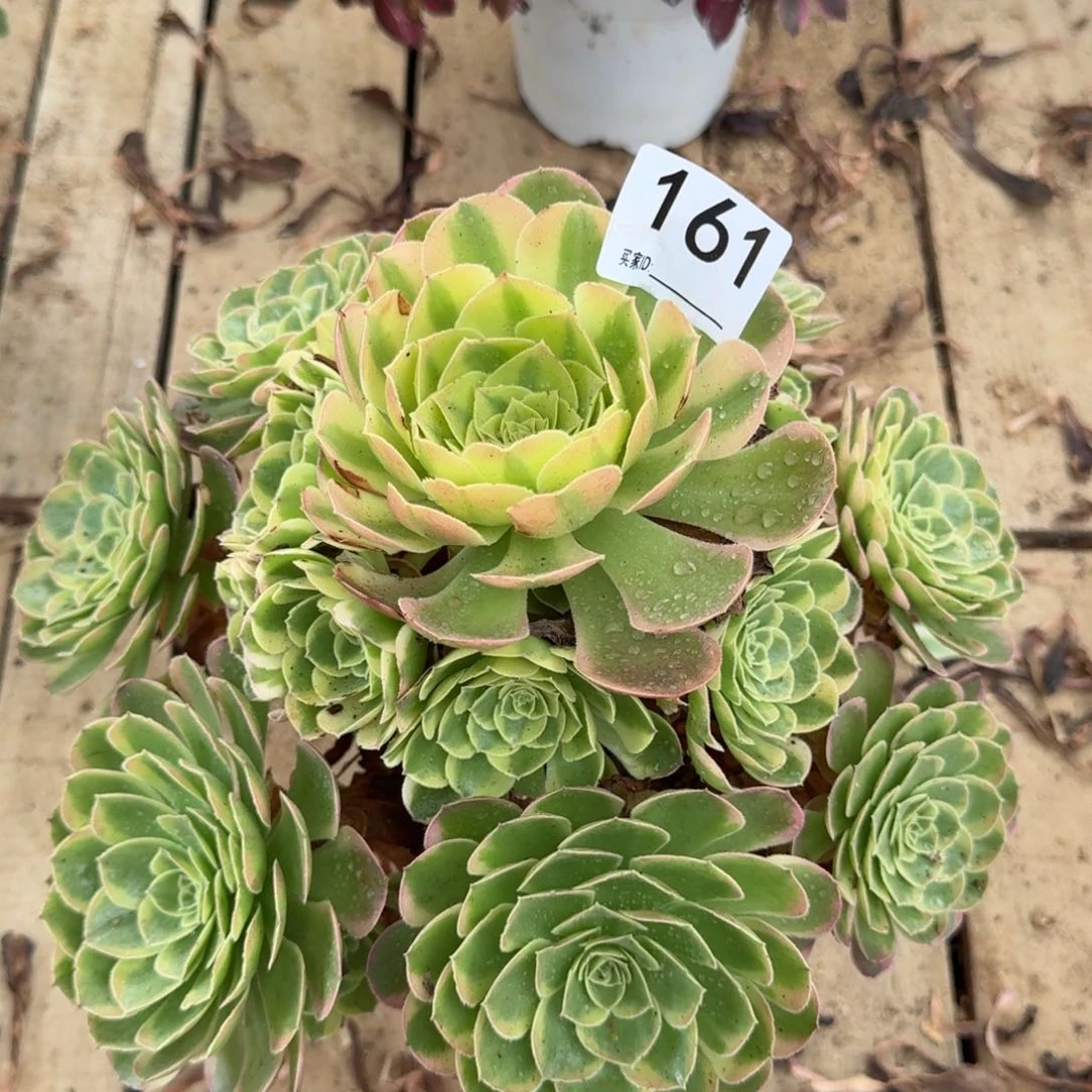 【闪购商品】161多肉