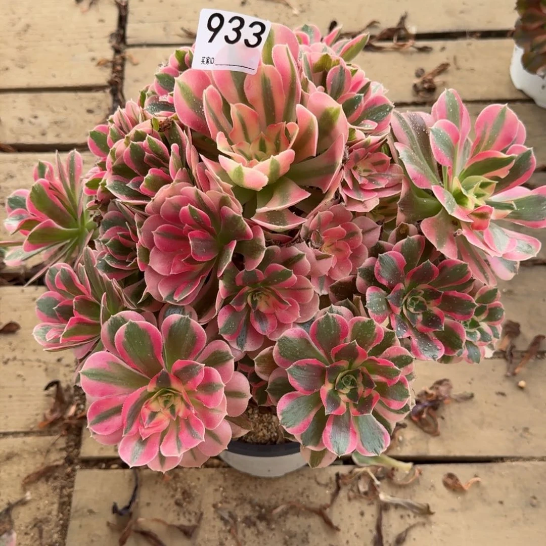 【闪购商品】933多肉