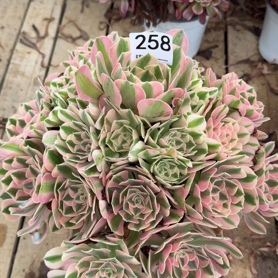 【闪购商品】258多肉