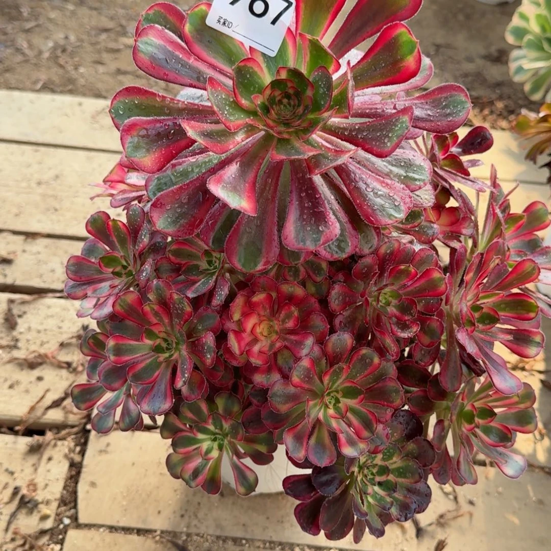 【闪购商品】967多肉