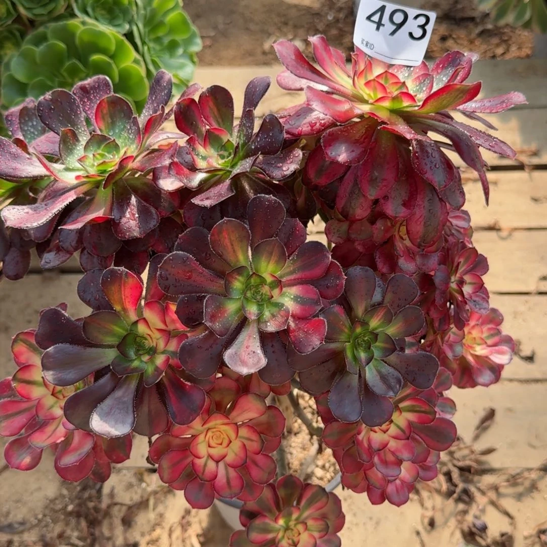 【闪购商品】493多肉