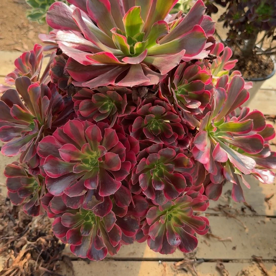 【闪购商品】936多肉