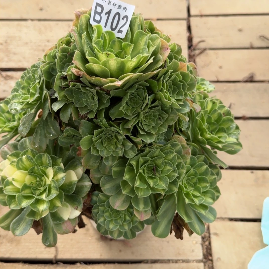 【闪购商品】102多肉