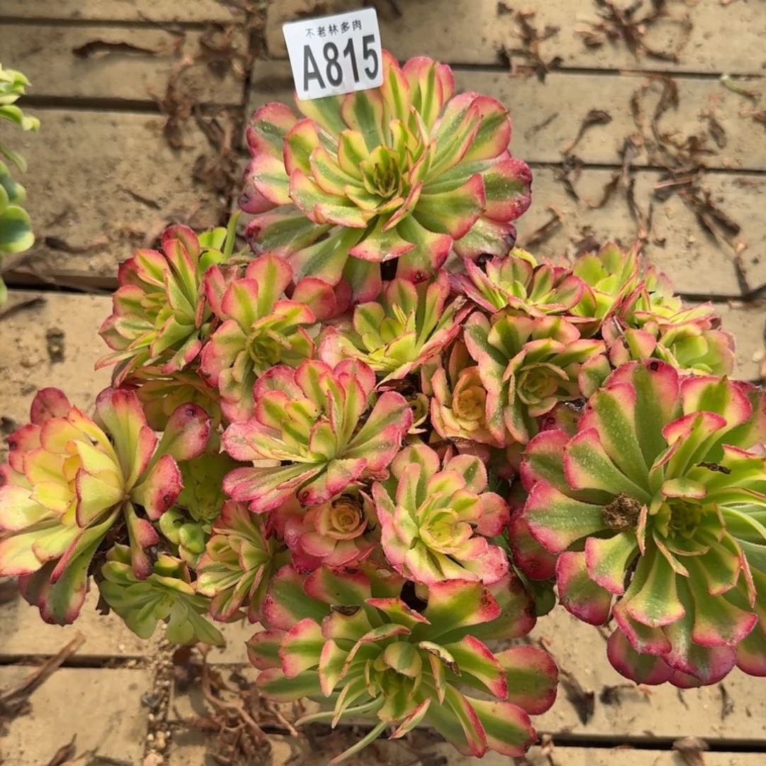 【闪购商品】815多肉