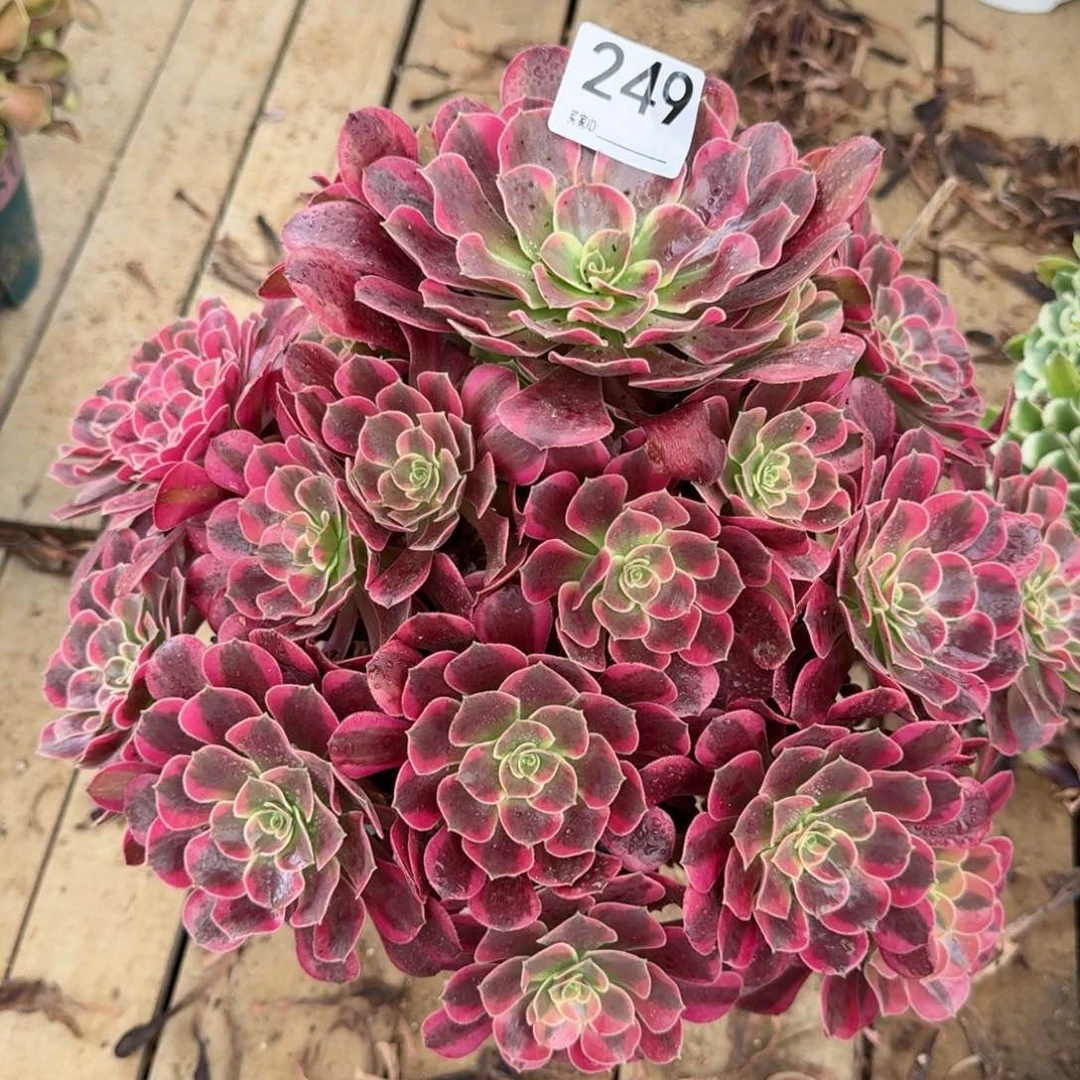 【闪购商品】249多肉