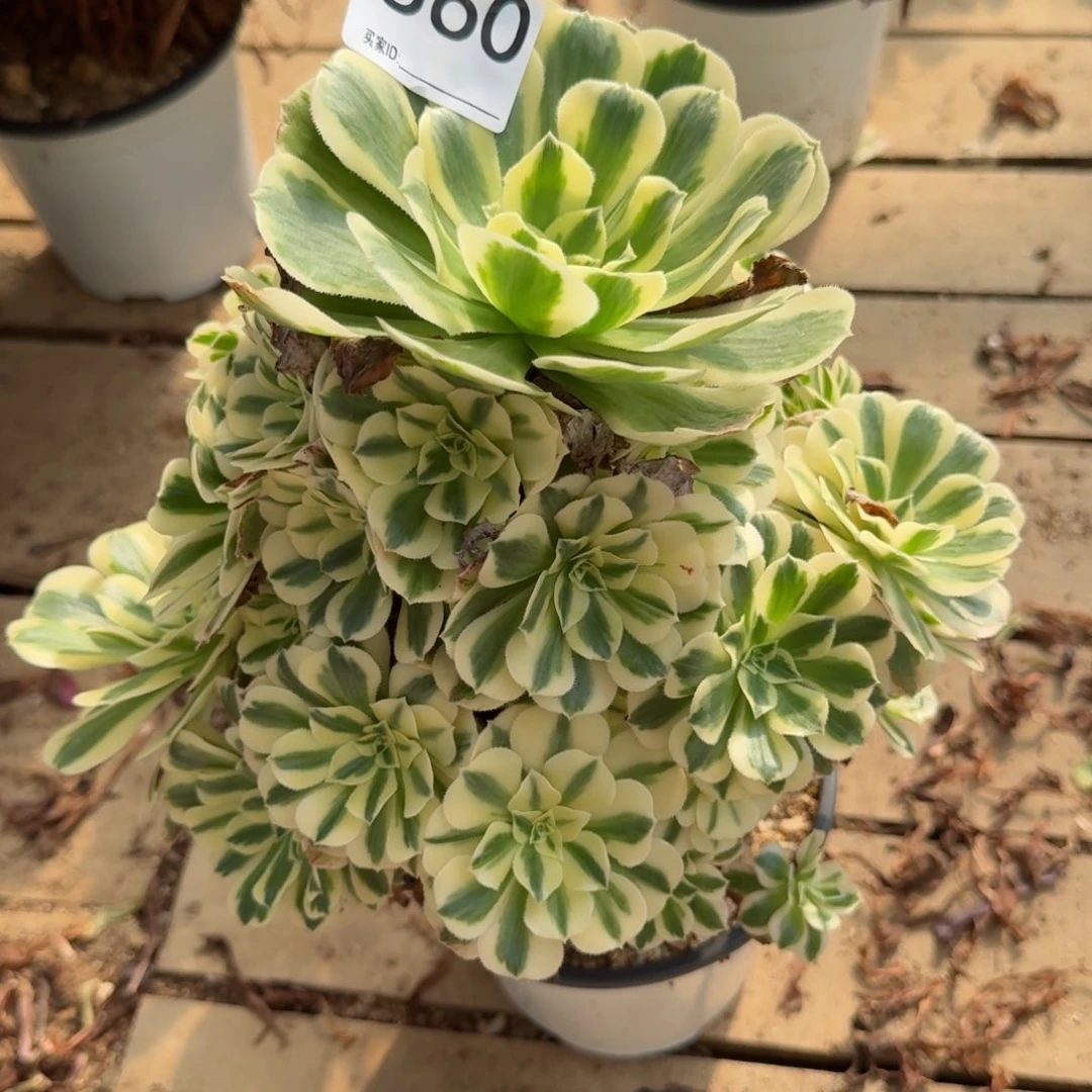 【闪购商品】860多肉