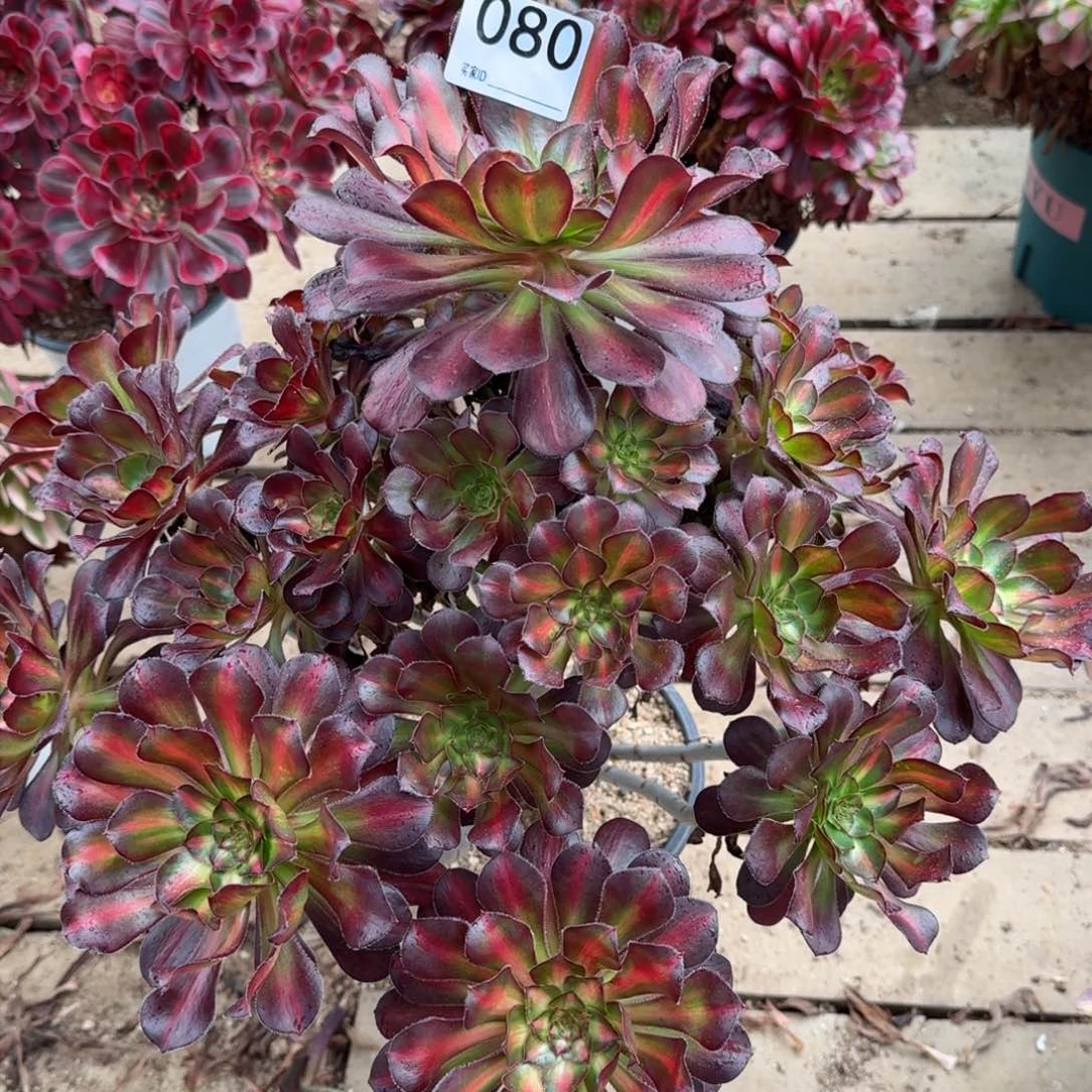 【闪购商品】080多肉