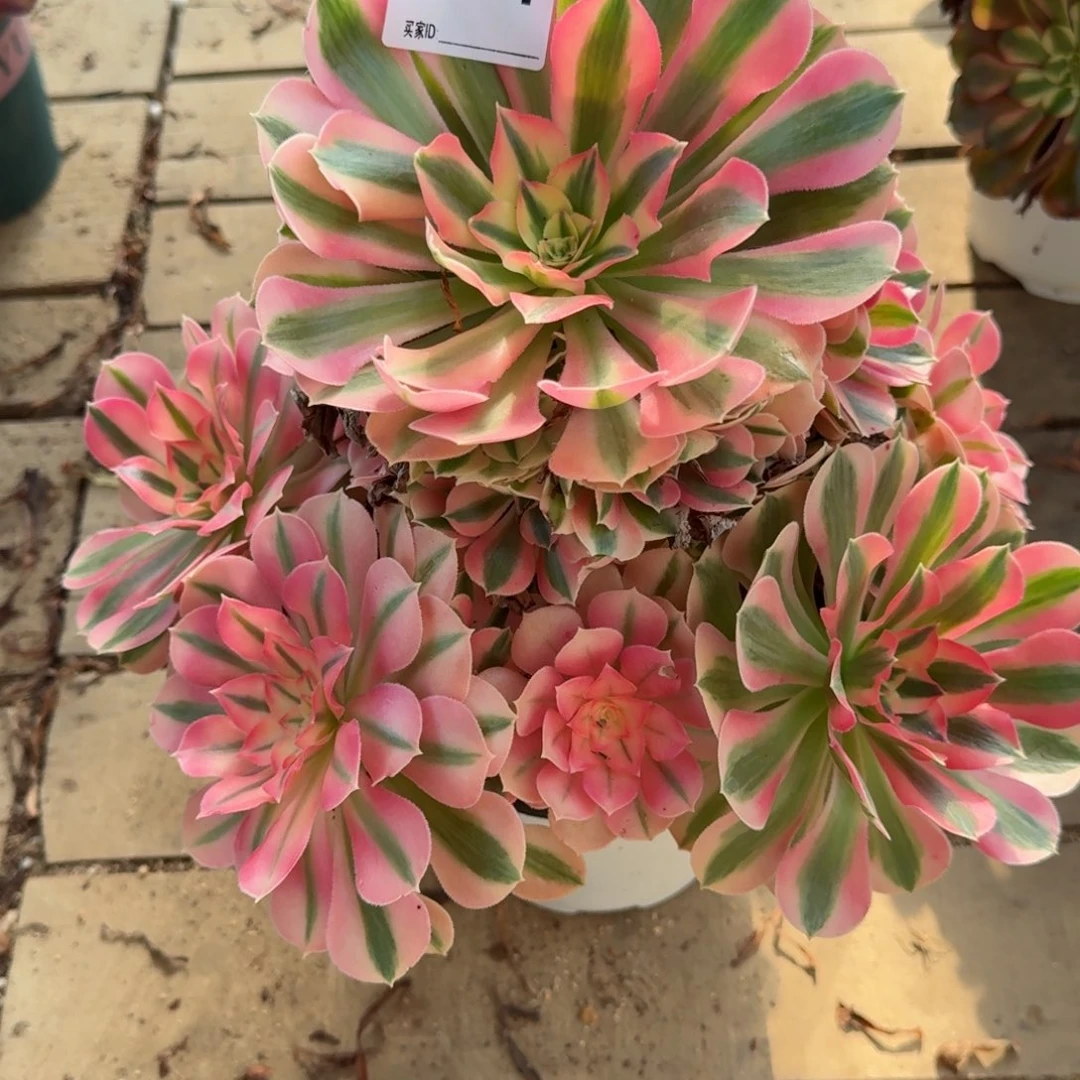 【闪购商品】971多肉