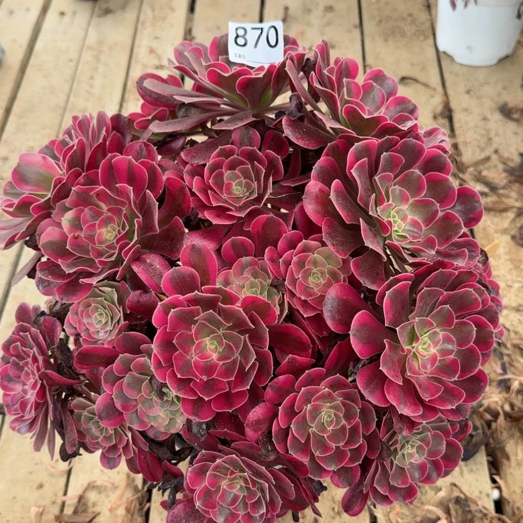 【闪购商品】870多肉