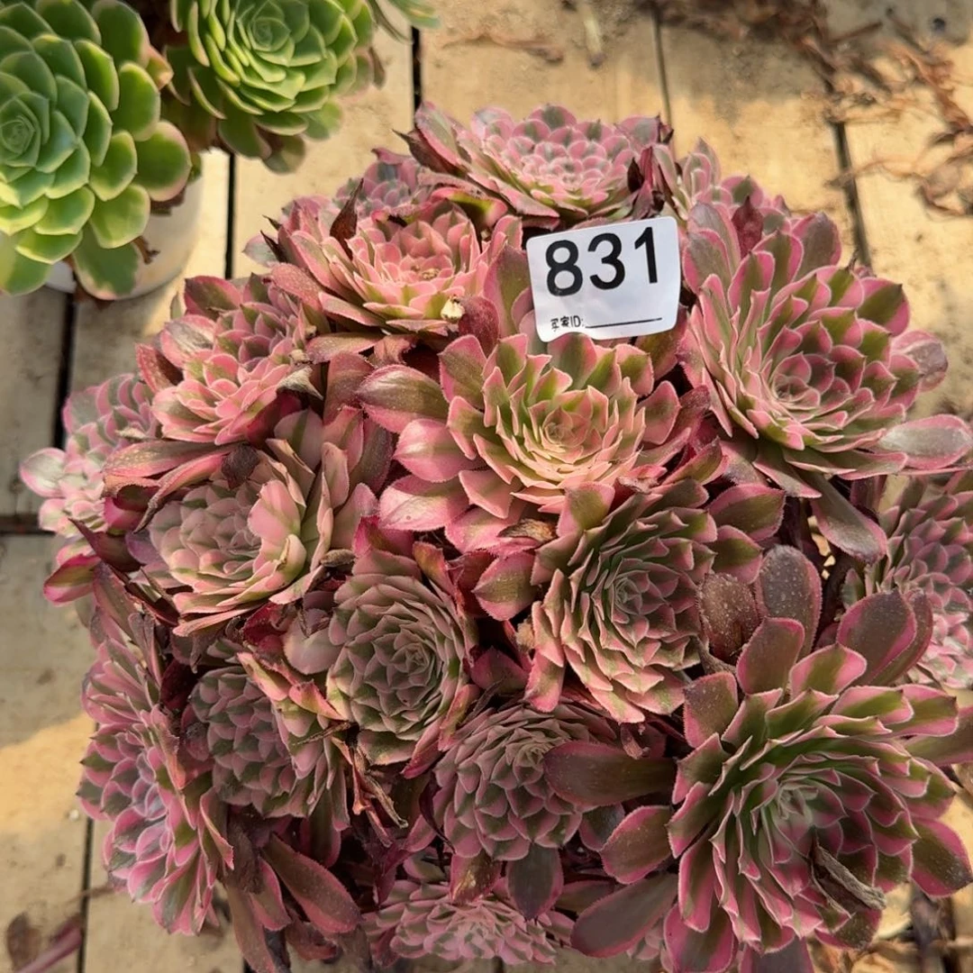 【闪购商品】831多肉