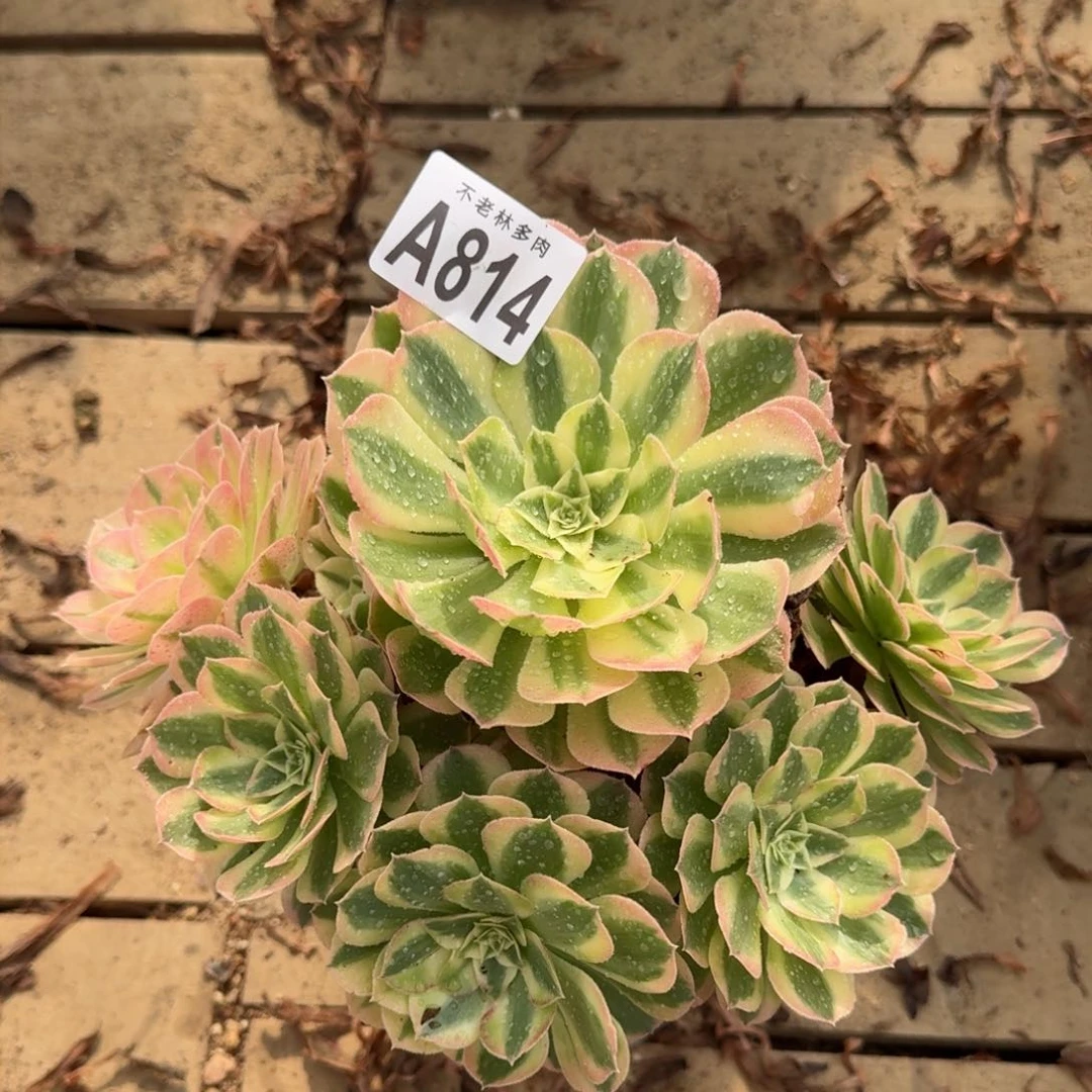 【闪购商品】814多肉