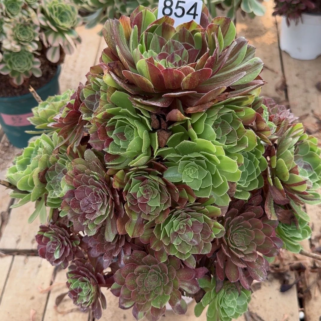 【闪购商品】念*854多肉