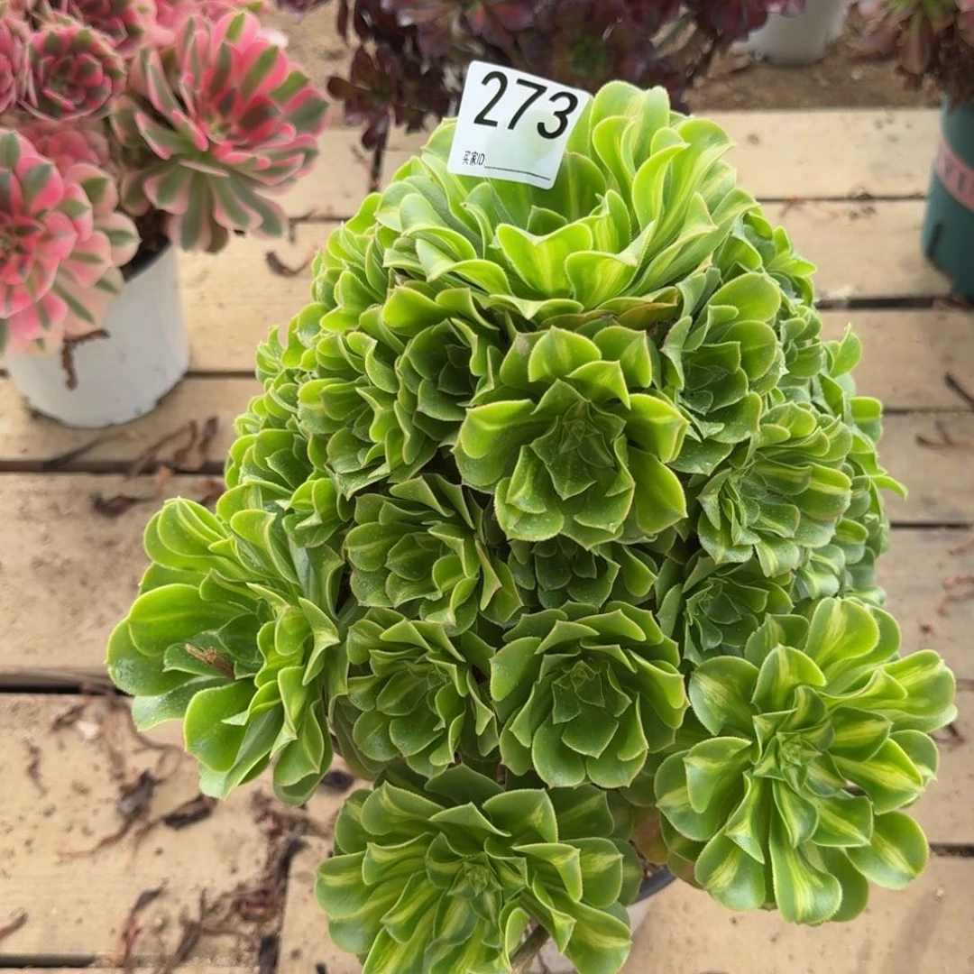 【闪购商品】273多肉