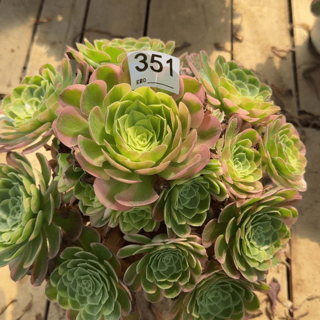 【闪购商品】351多肉