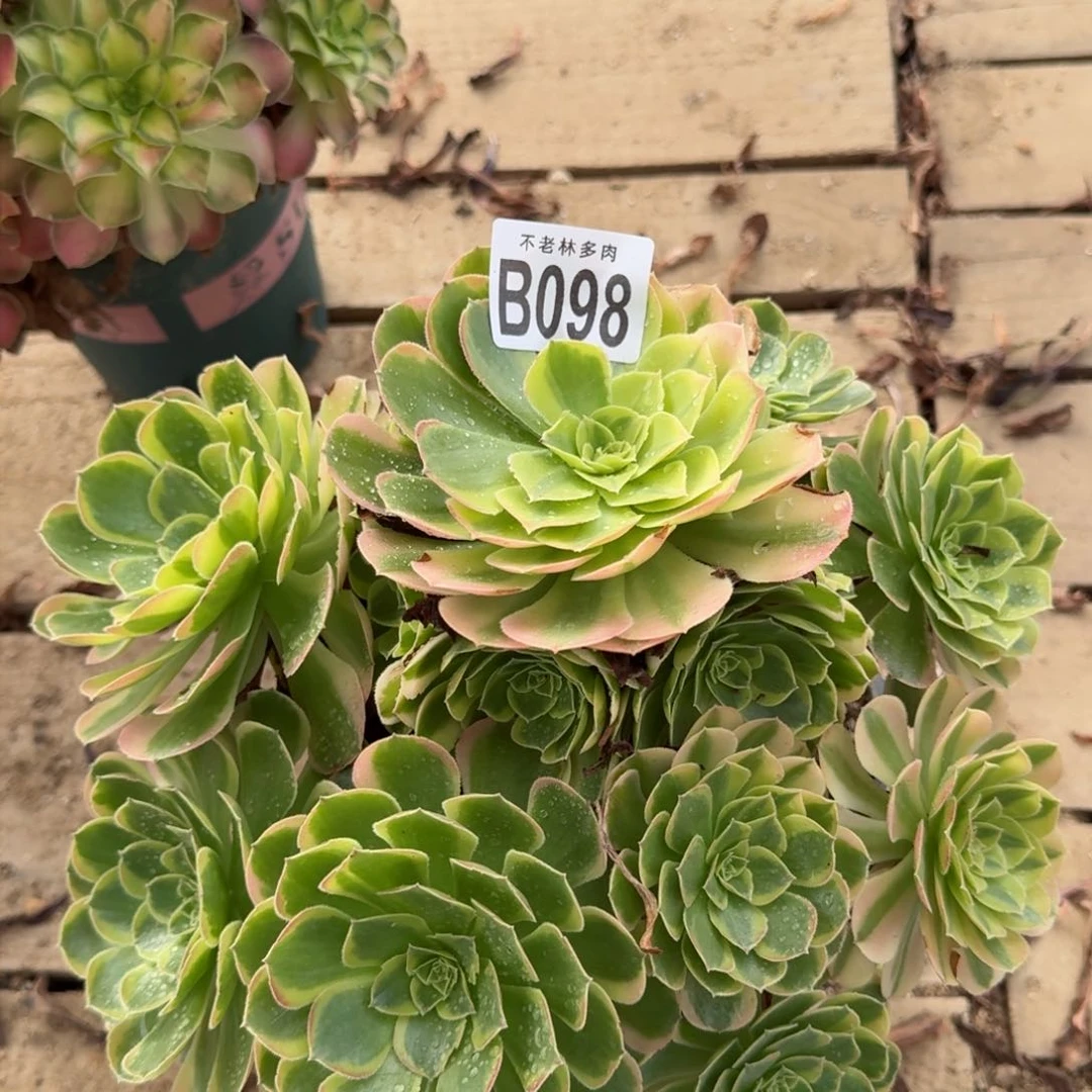 【闪购商品】098多肉