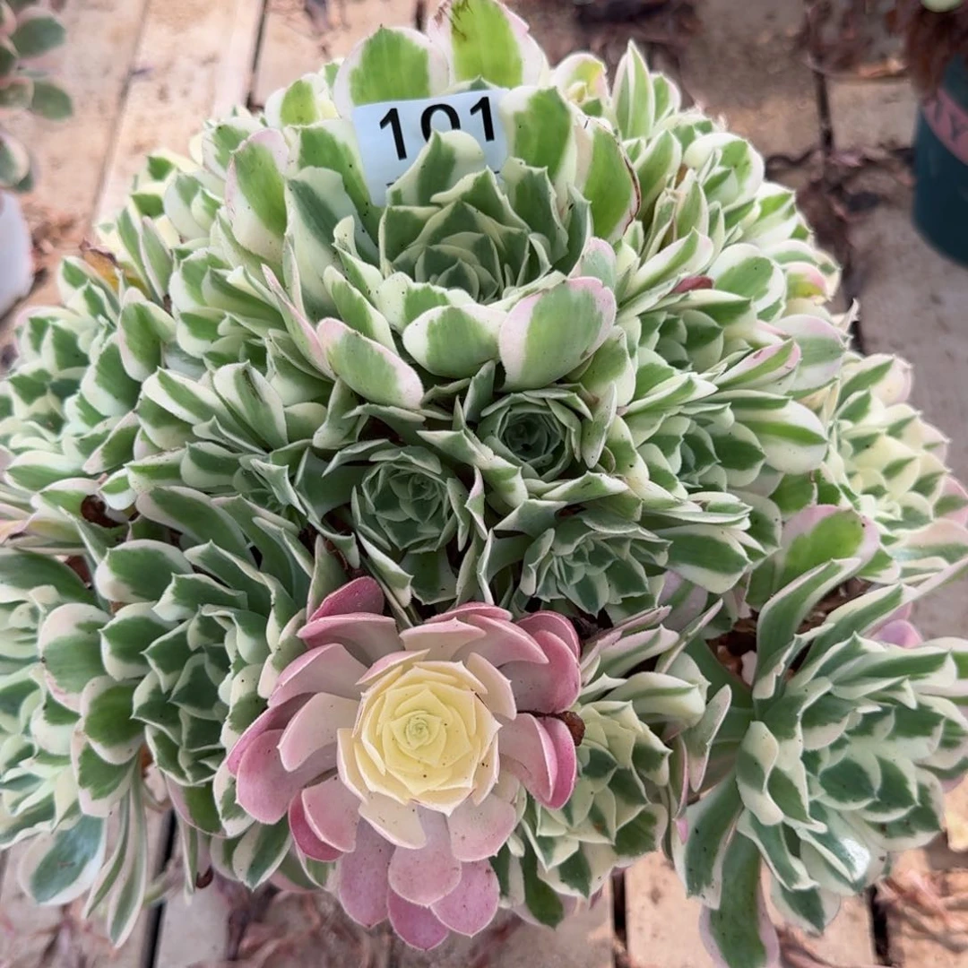 【闪购商品】101多肉