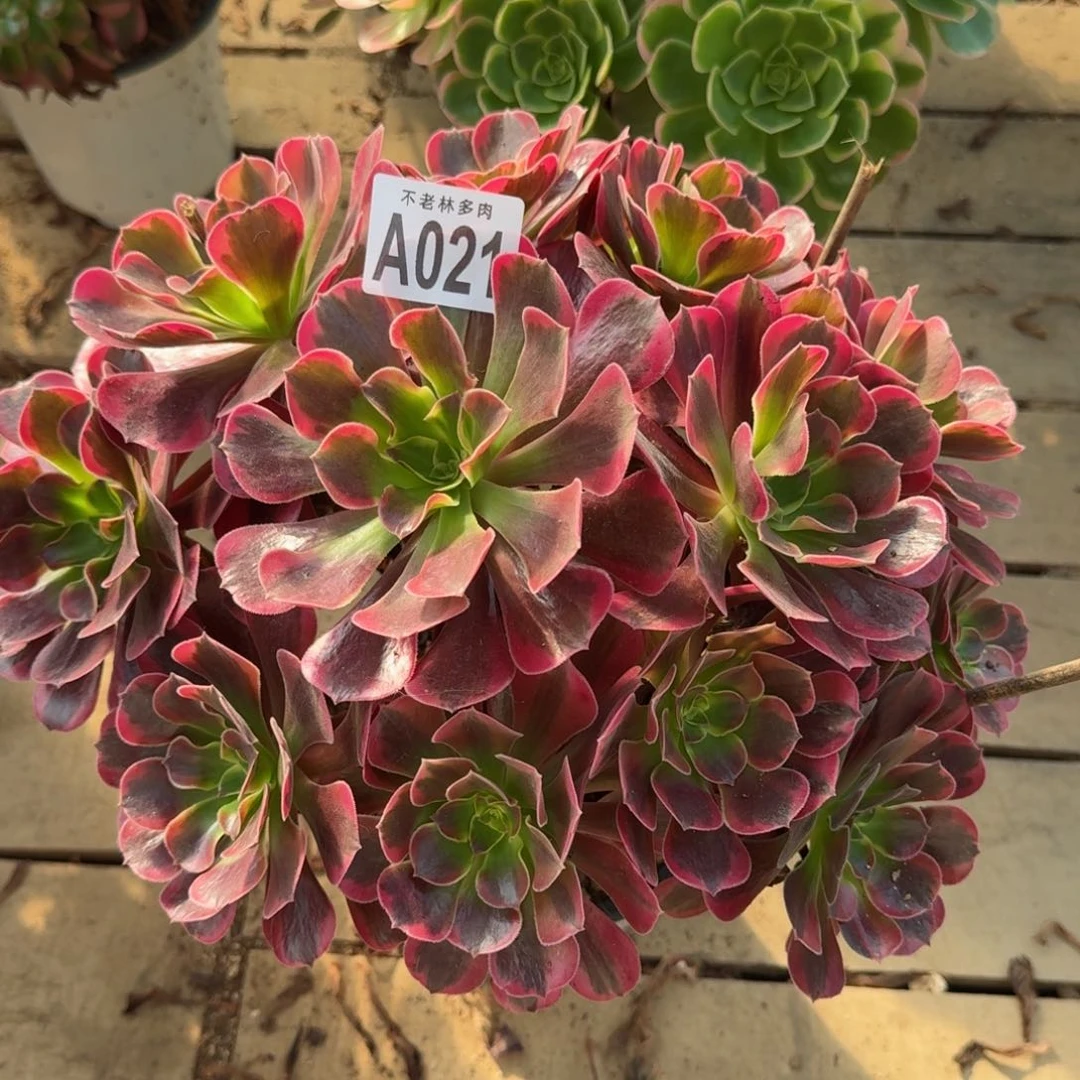 【闪购商品】021多肉