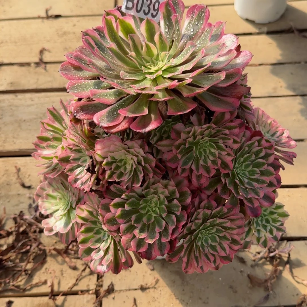 【闪购商品】039多肉