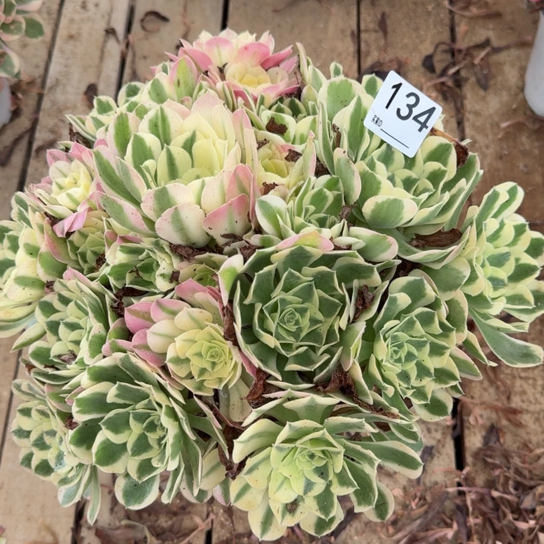 【闪购商品】134多肉