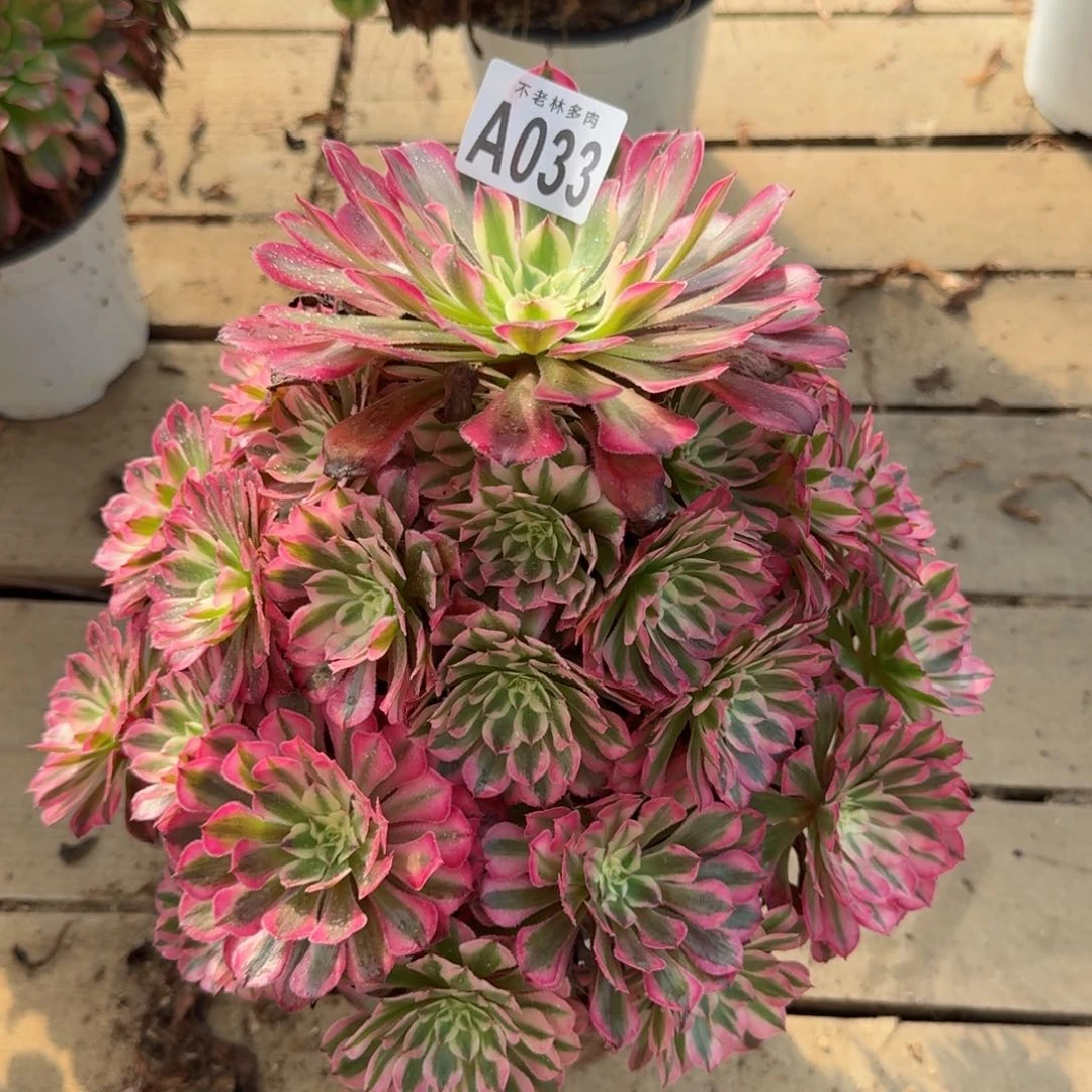 【闪购商品】033多肉