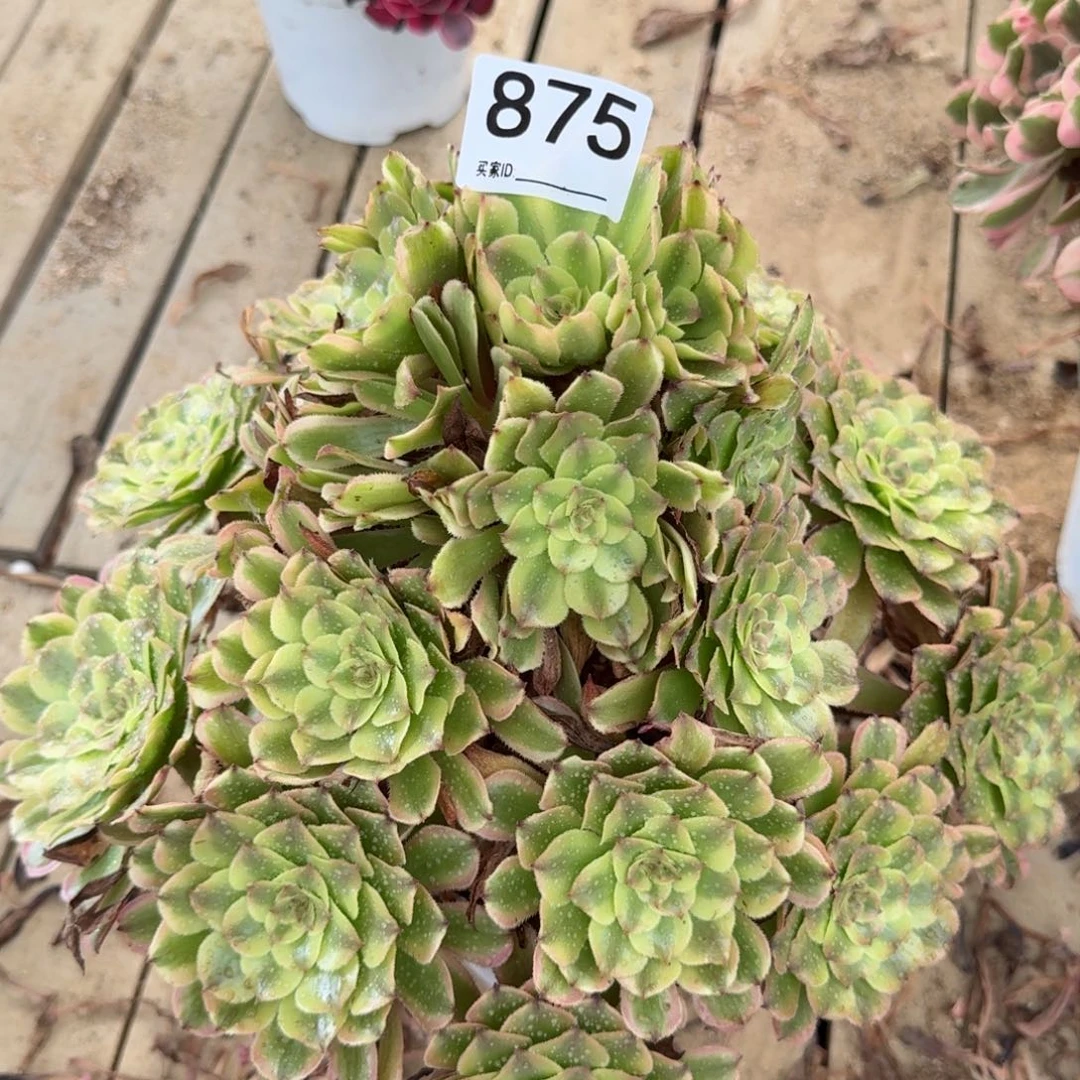 【闪购商品】875多肉