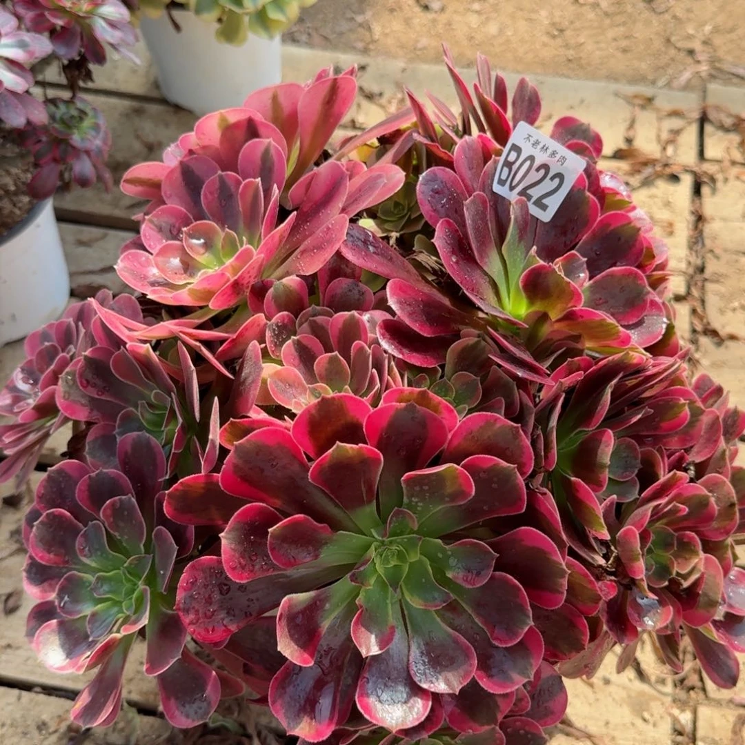 【闪购商品】022多肉