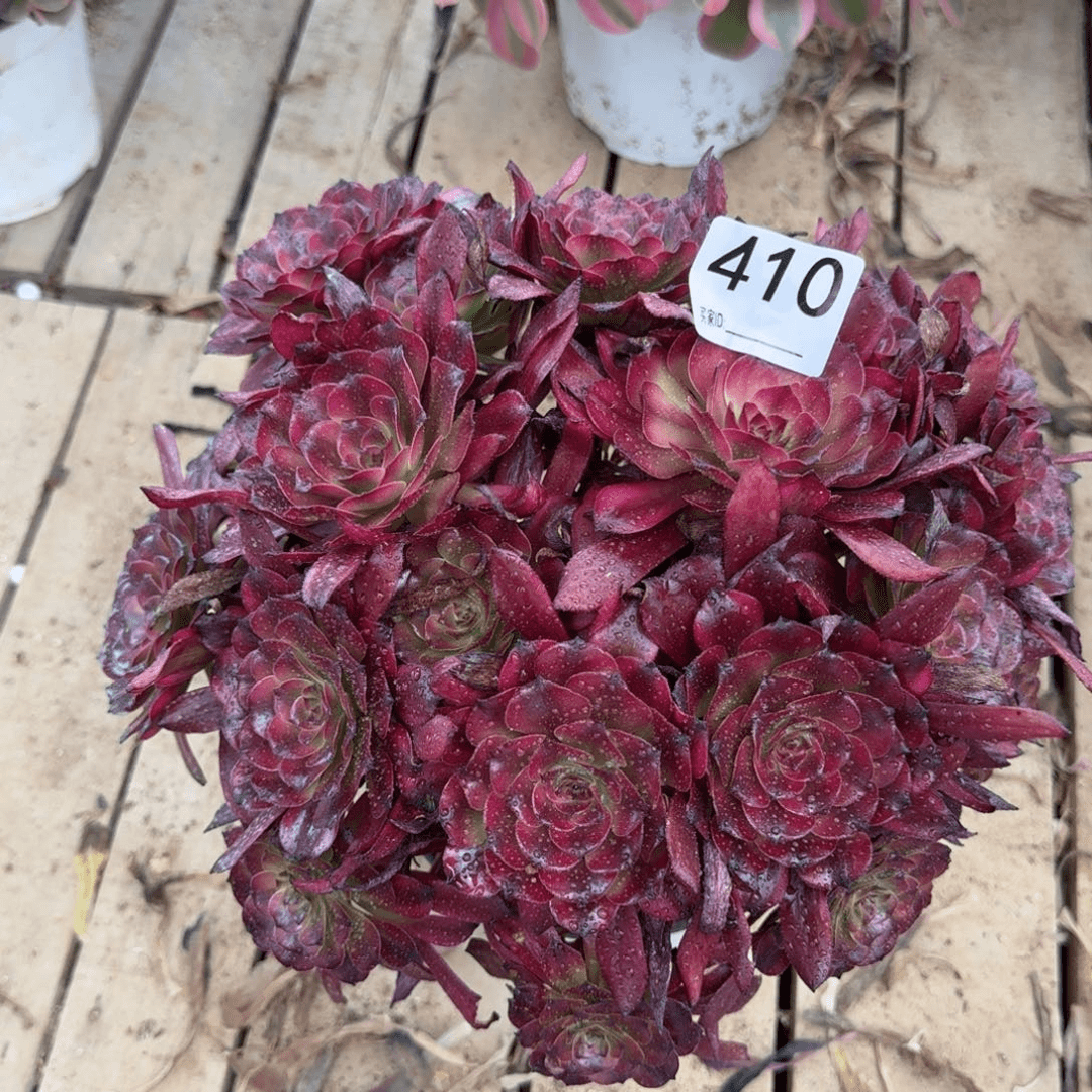 【闪购商品】410多肉