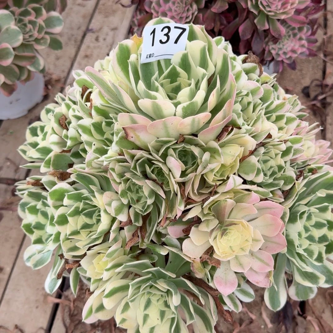 【闪购商品】137多肉