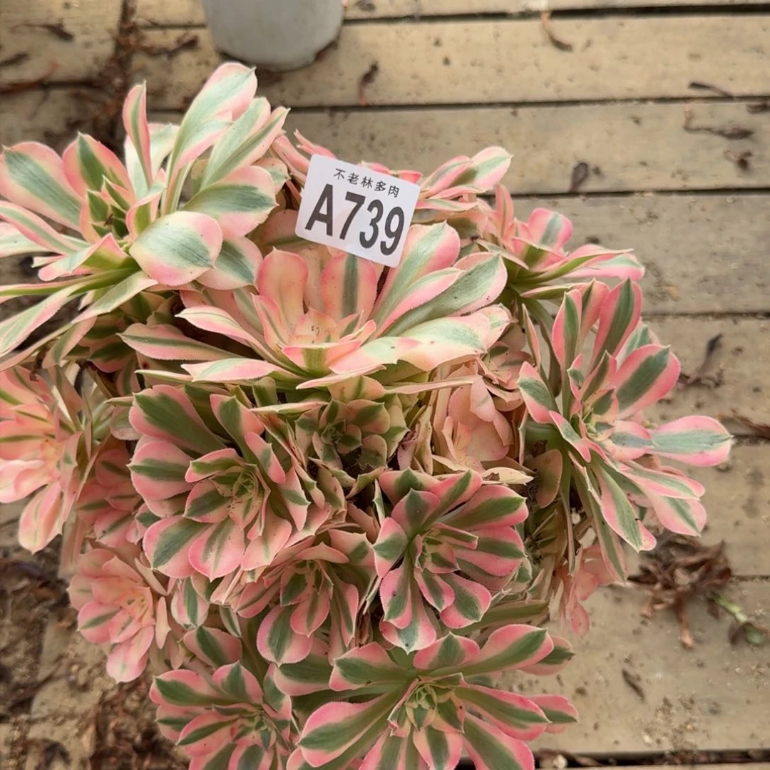 【闪购商品】739多肉