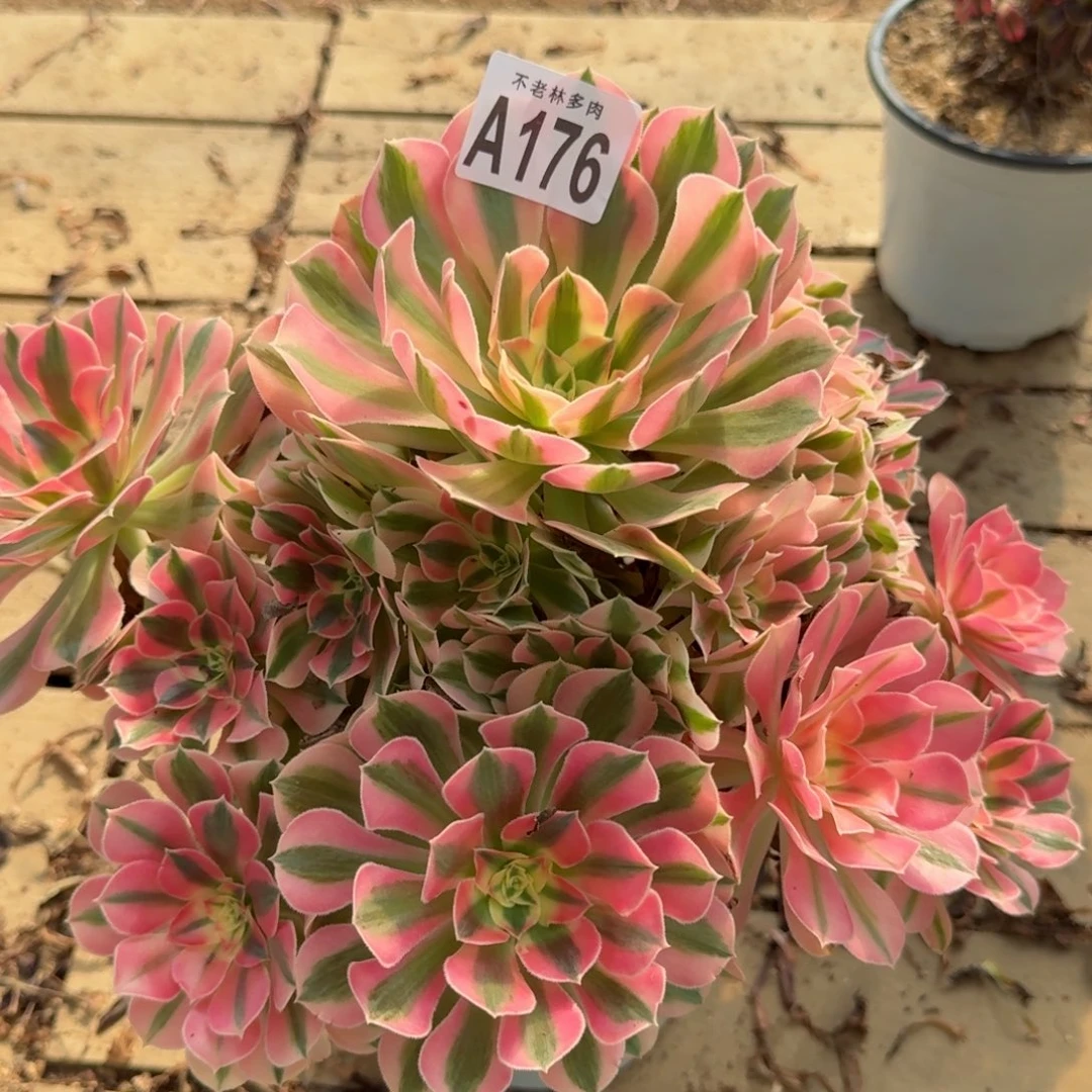 【闪购商品】176多肉