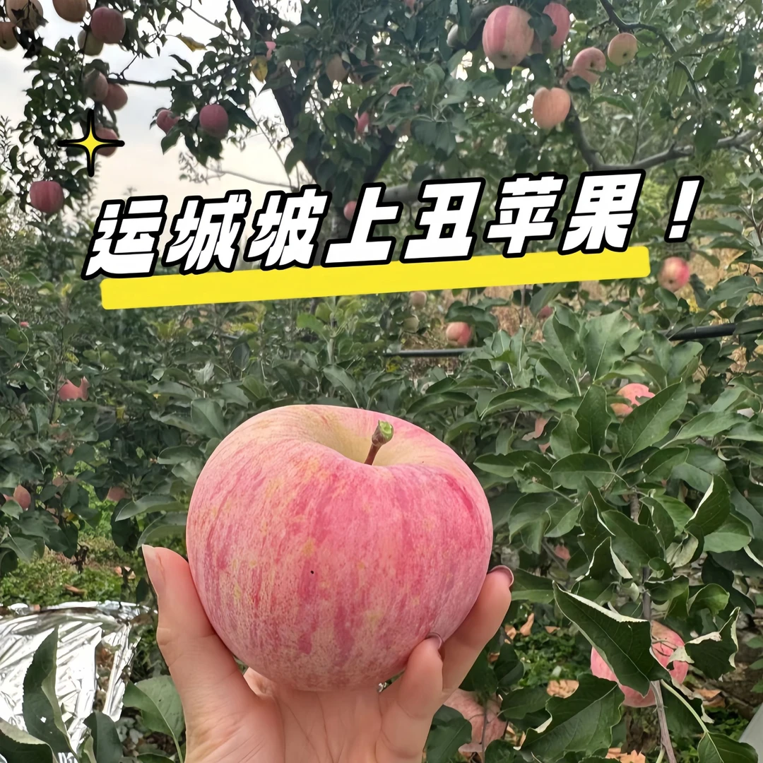 【当季热销】山西运城红富士苹果原产地直发新鲜脆甜苹果
