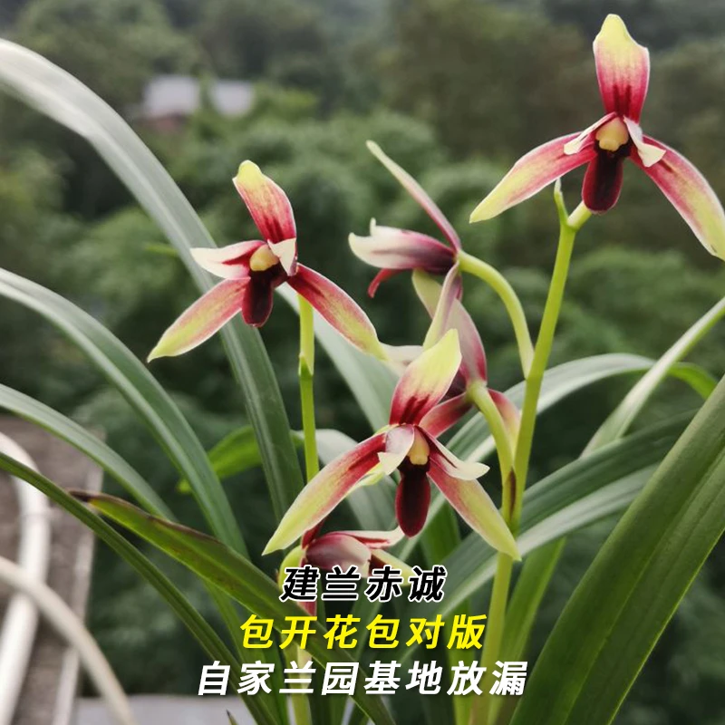 兰花直播建兰【赤诚】花卉绿植盆栽国兰草浓香花卉批发阳台室内