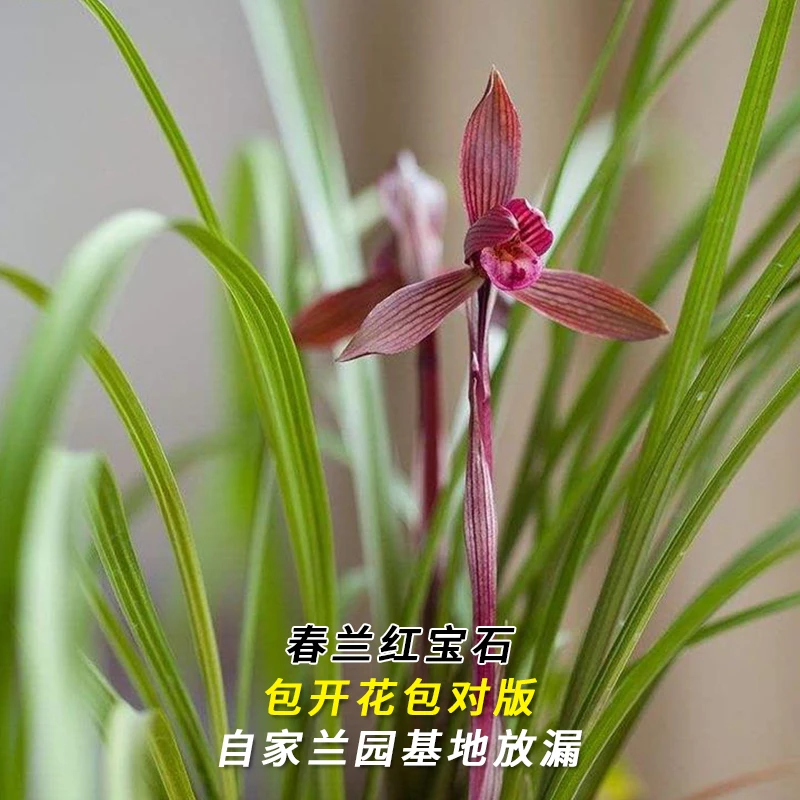 兰花直播春兰【红宝石】花卉绿植盆栽国兰草应季带花苞批发阳台盆景